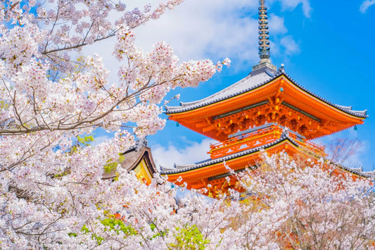 Spectacular cherry blossom viewing in Kyoto, Japan, with delicate pink sakura petals in full bloom against a backdrop of traditional Japanese architecture and serene gardens