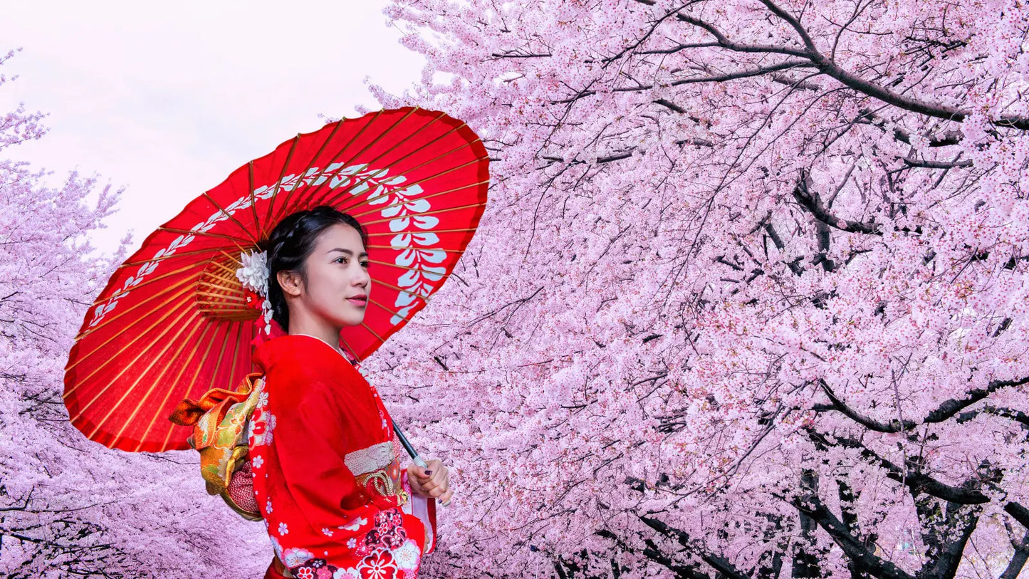 Spectacular cherry blossom viewing in Kyoto, Japan, with delicate pink sakura petals in full bloom against a backdrop of traditional Japanese architecture and serene gardens