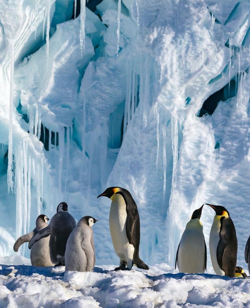 antarctica-icebergs.jpg" alt="Awe-inspiring view of towering icebergs in Antarctica, their icy forms glistening under the Antarctic sun amidst the vast, icy wilderness