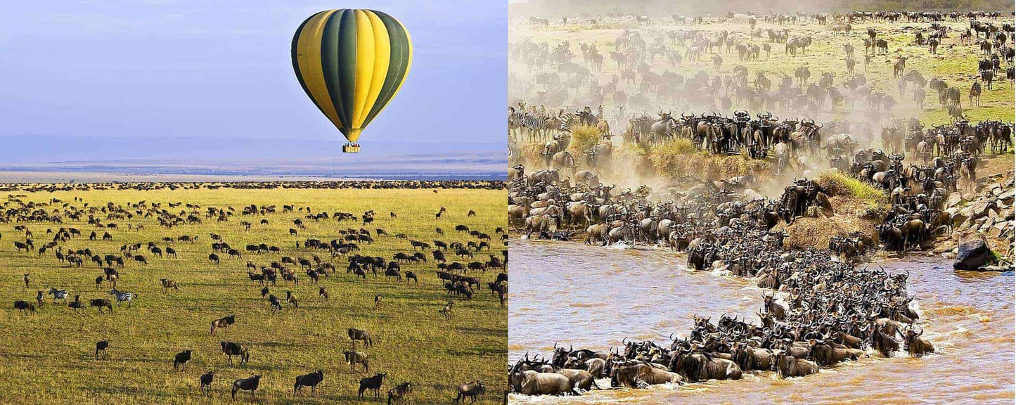 THE GREAT MIGRATION-KENYA: 30 AUG - 6 SEP 2024