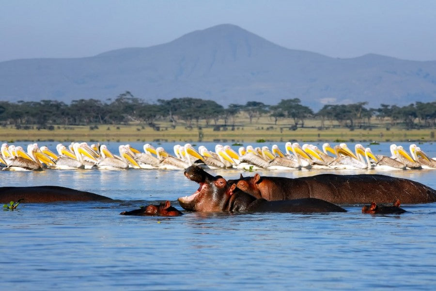 THE GREAT MIGRATION-KENYA: 30 AUG - 6 SEP 2024